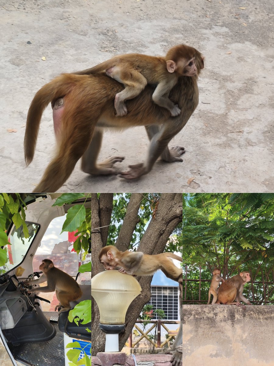 SP_Enkeshwar's tweet photo. माँ का साथ हो तो हर पल खास है.. ❤️ 🌿🐒 https://t.co/iIi2ipYCUv