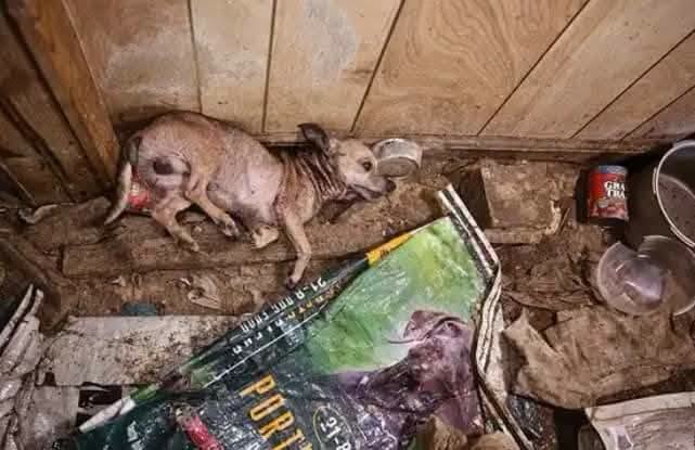A64029345's tweet photo. ningún animal merece ser explotado de esta manera.. https://t.co/0JAccFA1SR