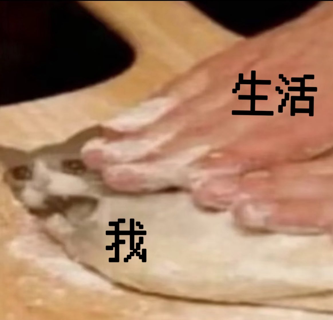 sanyi1208's tweet photo. 原来猫猫面饼要这样遭受捶打吗… https://t.co/yvlgeWMzqY