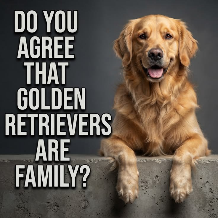 petpopular's tweet photo. https://t.co/zFnNVLT9rx
