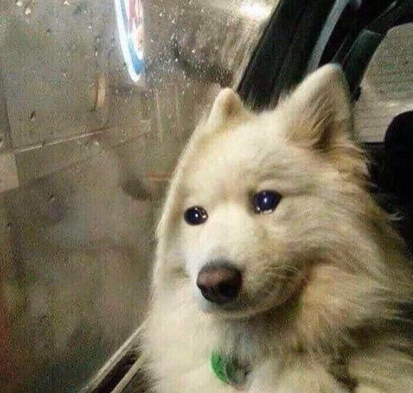 Shu_M_a's tweet photo. 나도 너가 가서 잘할거 아는데 하지만...😢 https://t.co/cIVjMEqFcB
