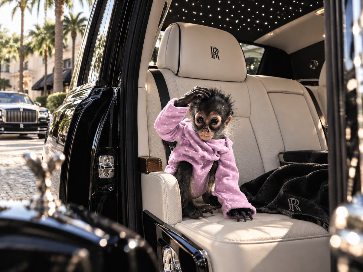 spyderonsol's tweet photo. was found in a rolls royce just to become a solana trenches veteran

$SPYDER IS THE TICKER https://t.co/3TJUM5s6t6