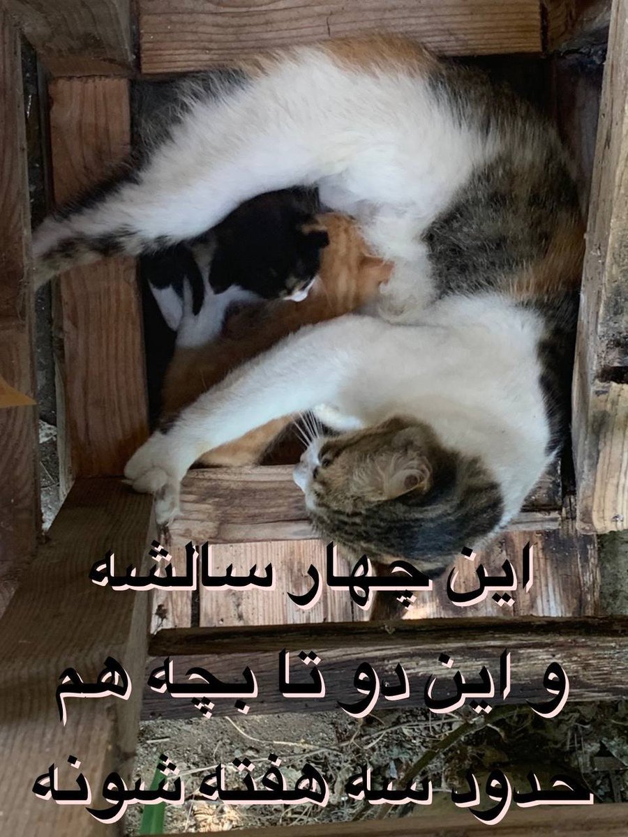 Sara_MHZ's tweet photo. دوستان لطفا ریتوییت کنید.
این بچه‌ها در حیاط خونه‌ی یکی از دوستان ما زندگی می‌کنن.
برای عقیم‌کردن و رسیدگی‌های پزشکی دنبال فرد یا گروهی هستیم که از لحاظ مالی و معرفی کلینیک‌ و پزشک کمک کنند.
این خر گربه‌ها تنکابن زندگی می‌کنن در نتیجه دسترسی به کلینیک‌های حمایتی سخت‌تره. https://t.co/5Jc09VPXSM