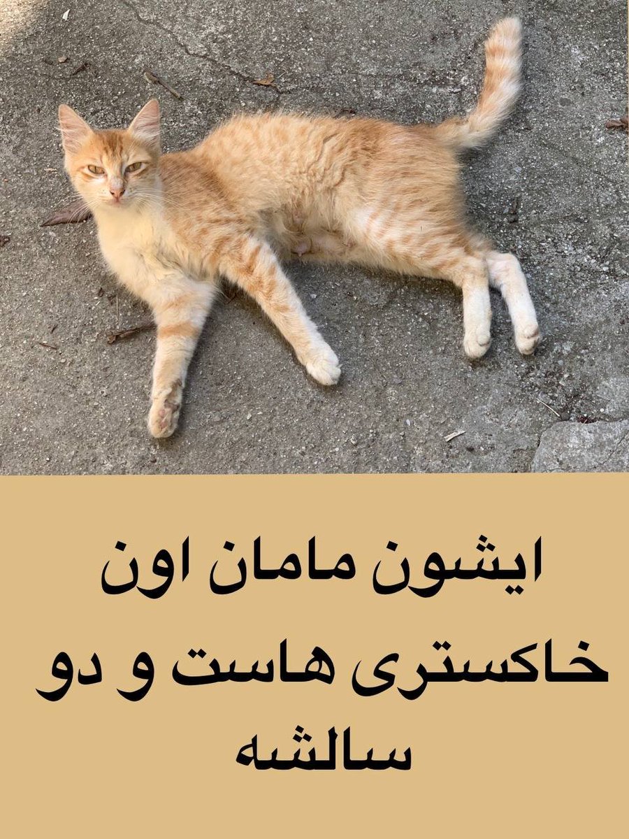 Sara_MHZ's tweet photo. دوستان لطفا ریتوییت کنید.
این بچه‌ها در حیاط خونه‌ی یکی از دوستان ما زندگی می‌کنن.
برای عقیم‌کردن و رسیدگی‌های پزشکی دنبال فرد یا گروهی هستیم که از لحاظ مالی و معرفی کلینیک‌ و پزشک کمک کنند.
این خر گربه‌ها تنکابن زندگی می‌کنن در نتیجه دسترسی به کلینیک‌های حمایتی سخت‌تره. https://t.co/5Jc09VPXSM