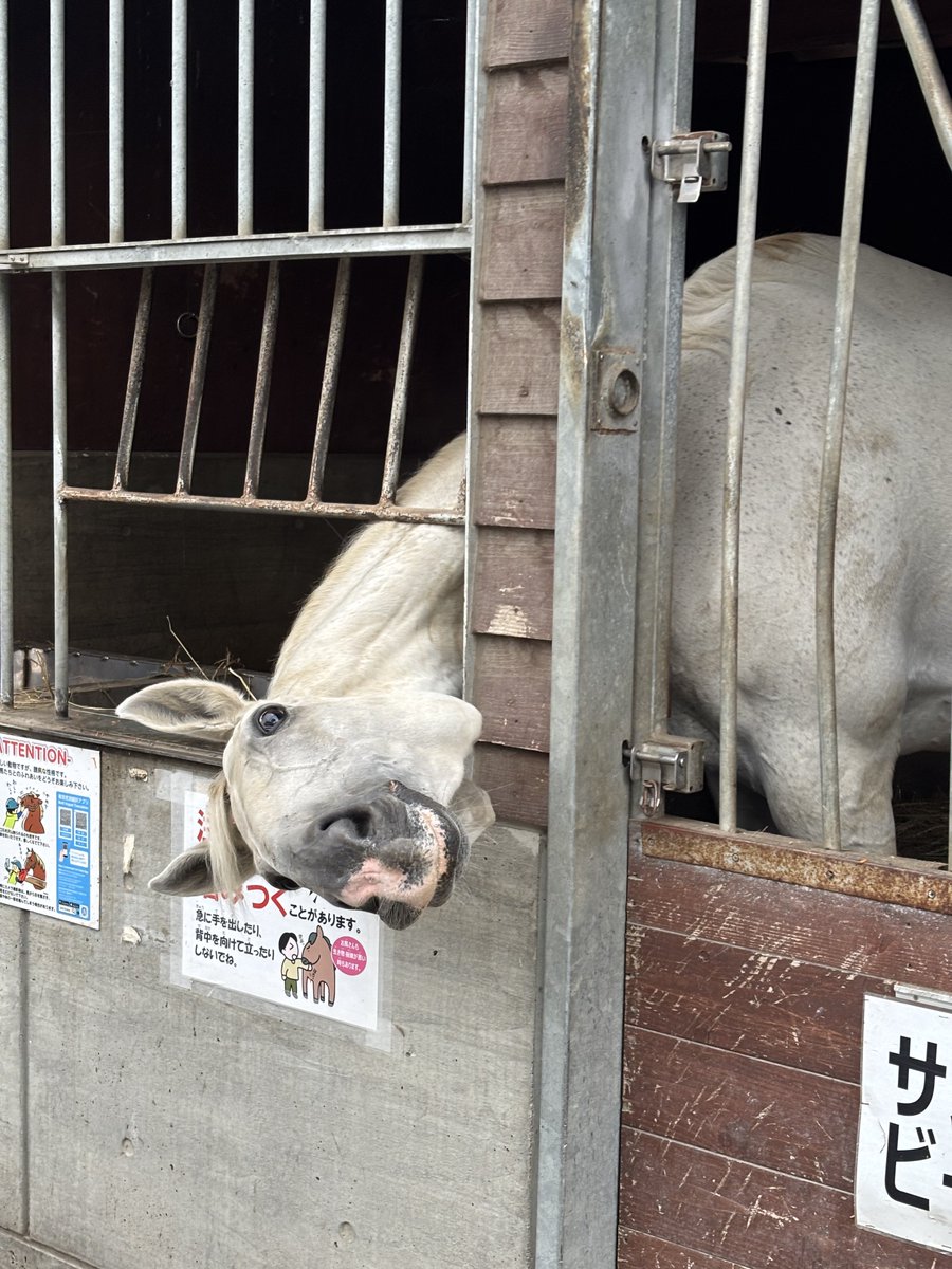 laputar0914's tweet photo. 今日は時間がいっぱいあったからふれあい動物園で人参あげてきました
サンビーム🤣 https://t.co/ghFhnx8UsC