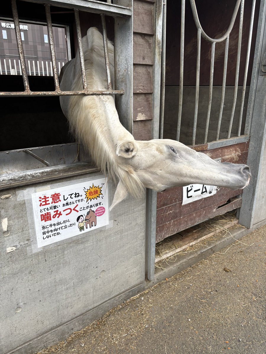 laputar0914's tweet photo. 今日は時間がいっぱいあったからふれあい動物園で人参あげてきました
サンビーム🤣 https://t.co/ghFhnx8UsC