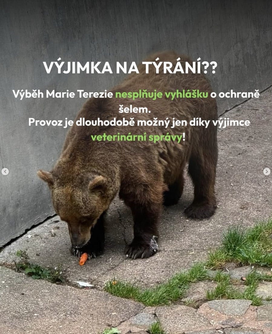 LuckyBotta's tweet photo. Petice - lepší život pro medvědy. Podepiš a sdílej, prosím.

https://t.co/X45dogudnl https://t.co/7ikpoLvZms