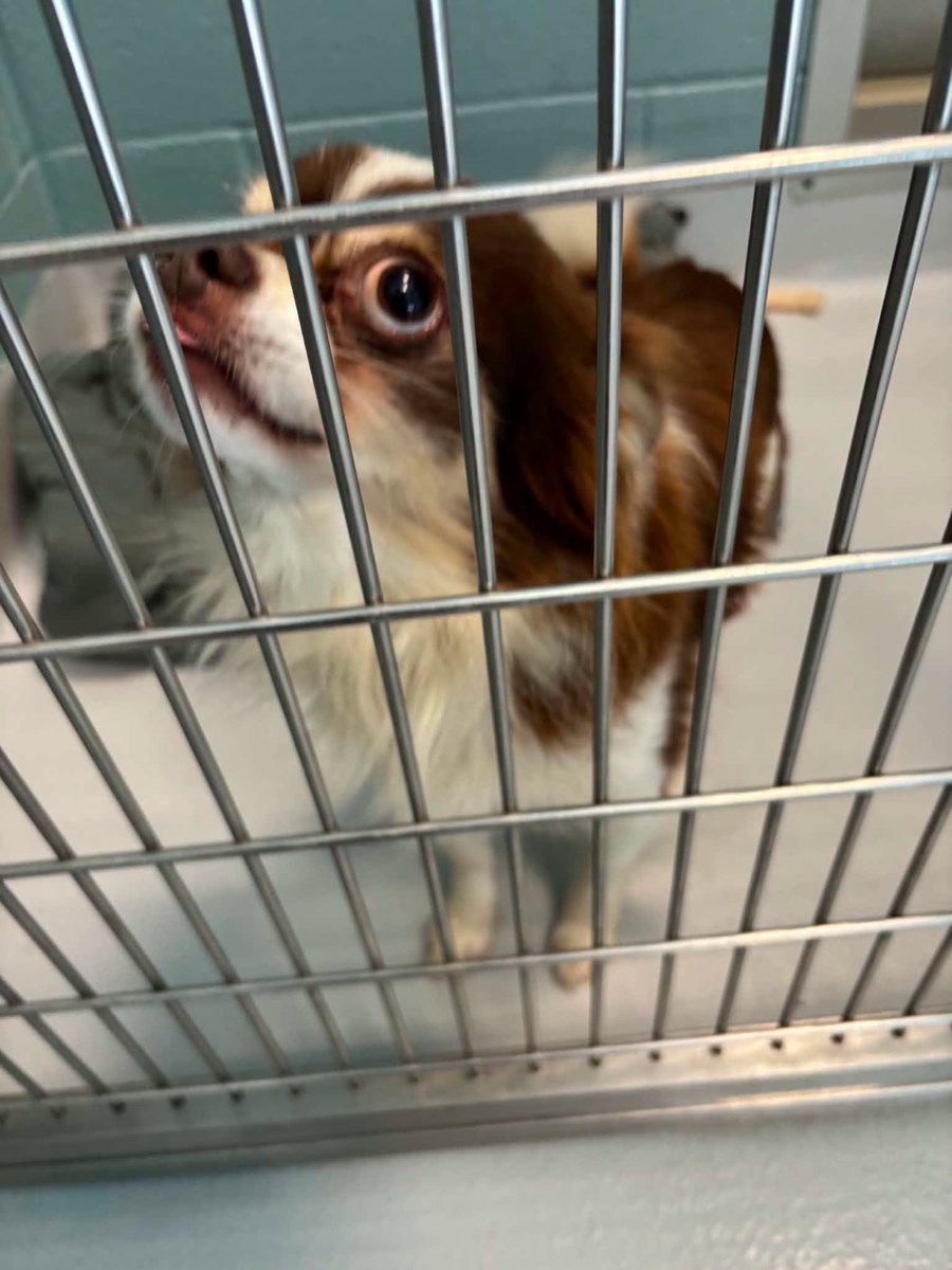 PilotsNPaws's tweet photo. From #FreedomRideRescue: A HUGE shout out to #PNP for 2 #freedomflights this week &amp; to all involved in saving the pups, fosters, shelters, pilots &amp; ground transporters. Apply to https://t.co/LxJa4pVxjR if you see a pup you're interested in meeting! #freedomriderescue #whywefly https://t.co/zqphFiq5B0