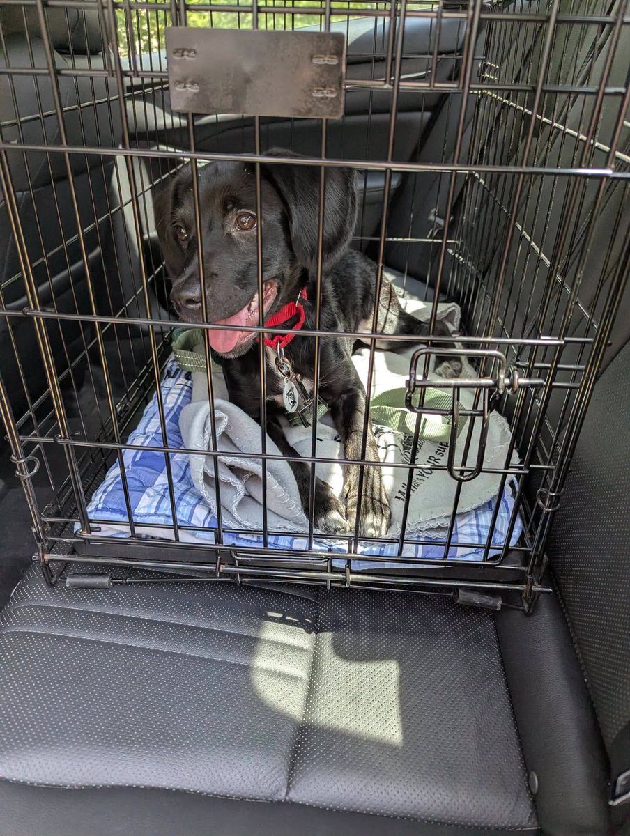 PilotsNPaws's tweet photo. From #FreedomRideRescue: A HUGE shout out to #PNP for 2 #freedomflights this week &amp; to all involved in saving the pups, fosters, shelters, pilots &amp; ground transporters. Apply to https://t.co/LxJa4pVxjR if you see a pup you're interested in meeting! #freedomriderescue #whywefly https://t.co/zqphFiq5B0