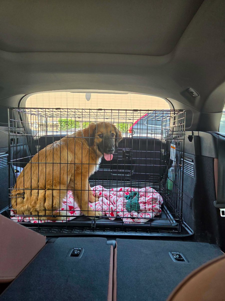 PilotsNPaws's tweet photo. From #FreedomRideRescue: A HUGE shout out to #PNP for 2 #freedomflights this week &amp; to all involved in saving the pups, fosters, shelters, pilots &amp; ground transporters. Apply to https://t.co/LxJa4pVxjR if you see a pup you're interested in meeting! #freedomriderescue #whywefly https://t.co/zqphFiq5B0