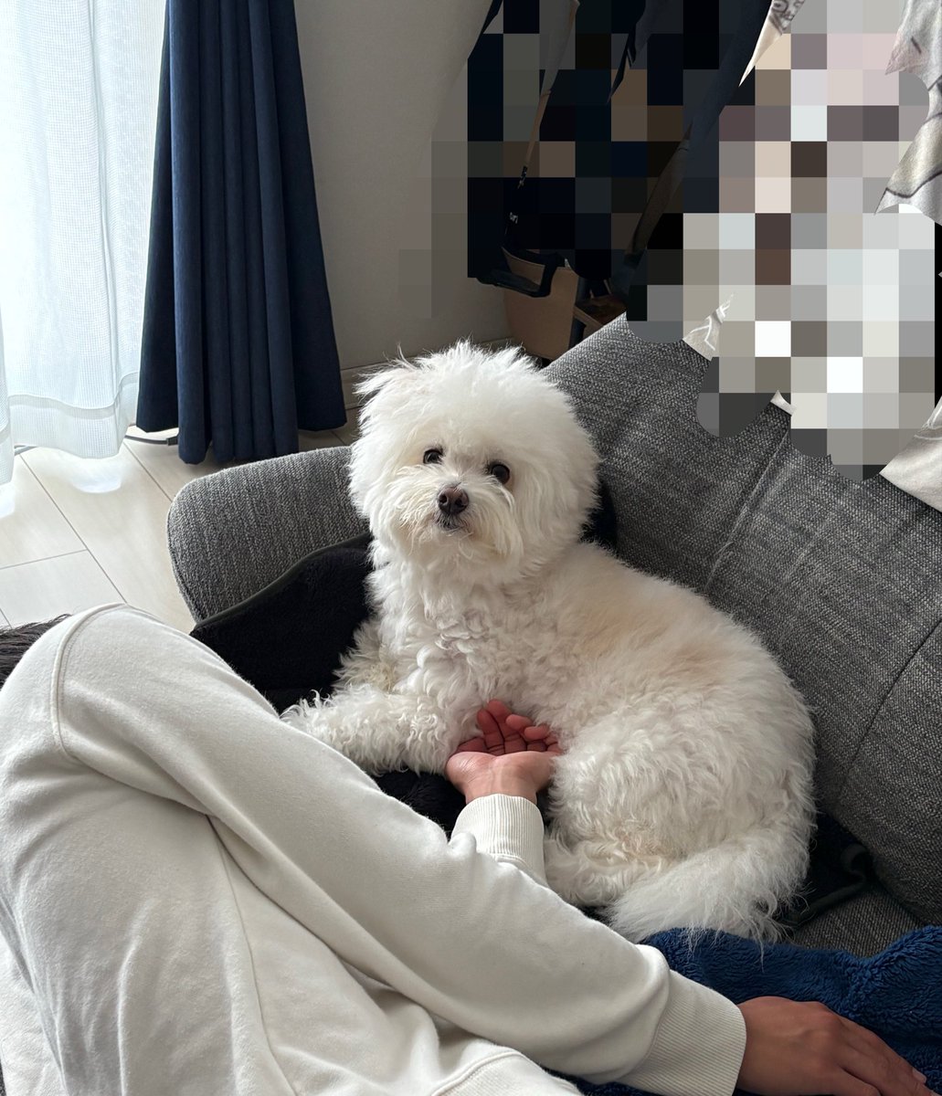 ryo_imokenp's tweet photo. うちのわんこ可愛いでしょ https://t.co/TmOpIPaBPq