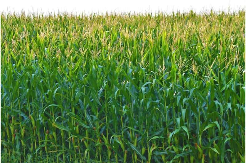2026Adv12990's tweet photo. Cover crops could ease the shift from perennial seed to annual crops read more: https://t.co/wuaV51slwG To Know More Information About Adv. PSPB 2027 Visit Our Website: https://t.co/GhkmIHgomg #agriculture #farming #farm #farmers #livingwithplants #plants https://t.co/ASy3evFJxe
