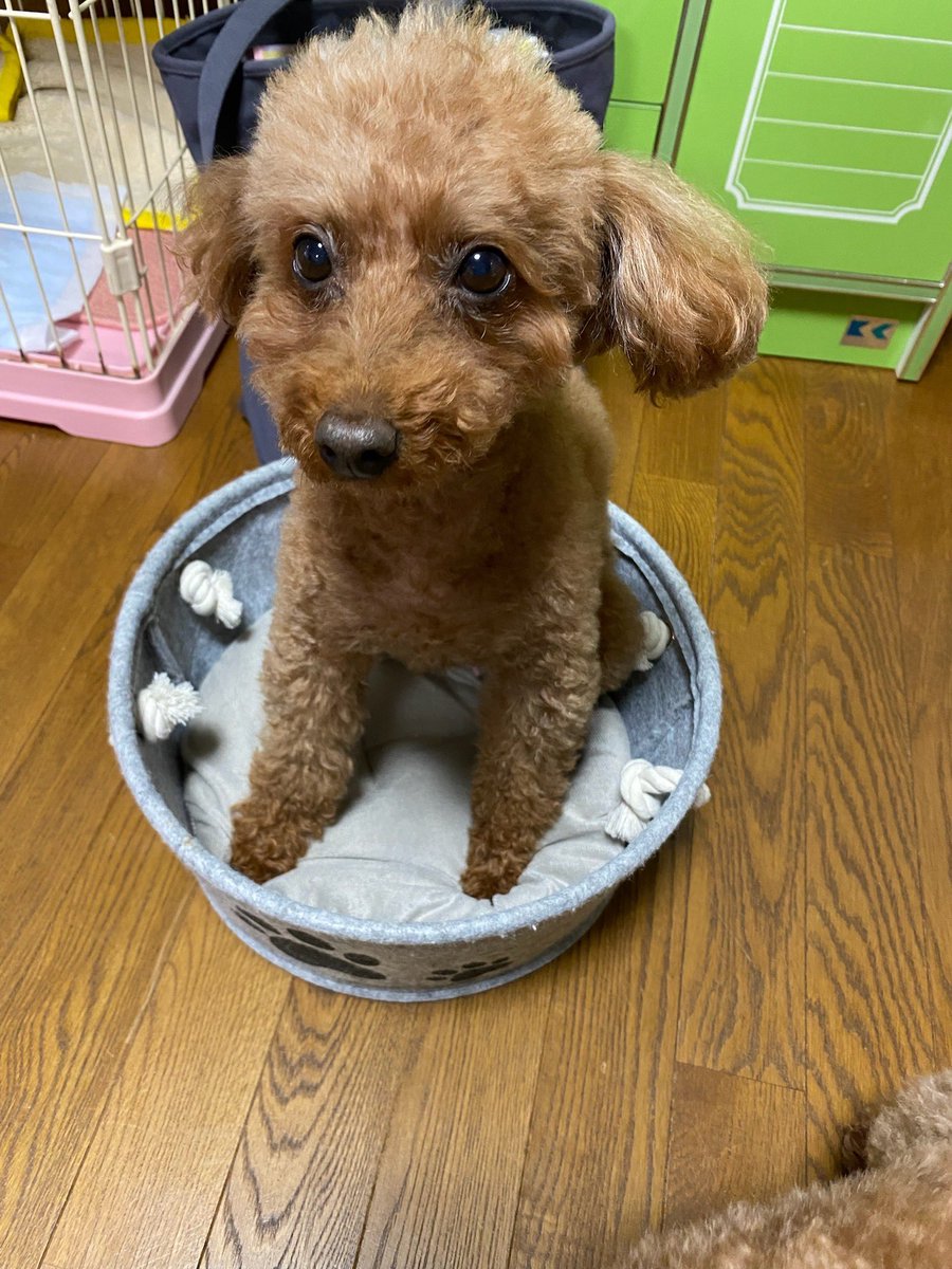 kazue422's tweet photo. 2026年9月7日4時7分
私の可愛い愛犬(娘)が虹の橋を渡りました🌈
急に体調悪くなって食欲無くなって大好きなバナナ🍌や芋🍠も食べれず、たったの3日で渡っちゃった。
14年11ヶ月🎂病気1つせず元気いっぱいの娘でした。
大好きだよ♡
沢山の幸せと愛情をありがとう🍀 https://t.co/Bo5E2Vzo7S