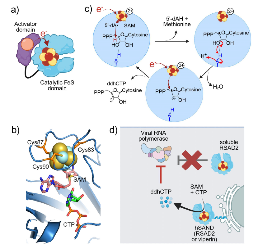cerm_cirmmp's tweet photo. We are pleased to share our latest research!
By combining #NMRspectroscopy, #biochemicalapproaches, #metabolomics, #structuralmodelling and #mutagenesis, the team has opened new perspectives for antiviral applications and radical-SAM enzyme engineering👏
https://t.co/t2xLplF4P9 https://t.co/SzQgDsJpty