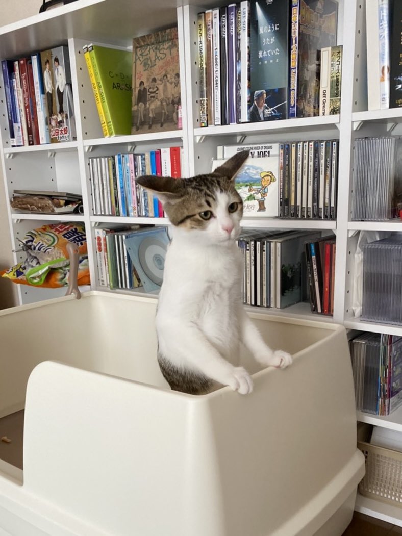 Pydoorfan's tweet photo. #猫のうんこ顔選手権 

3枚目に関しては自分でうんこの具合を確認しています。 https://t.co/mg5uNK68u1