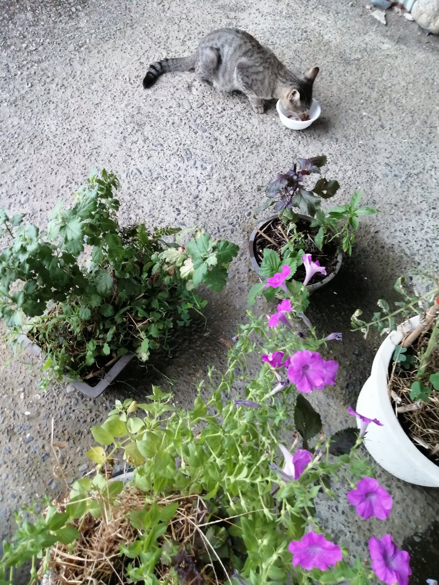 117momo's tweet photo. 仲間に一歩近づき🐈
ご飯の時間にいる猫さん
仲良し4兄妹とミミママ https://t.co/yItks6DAtT