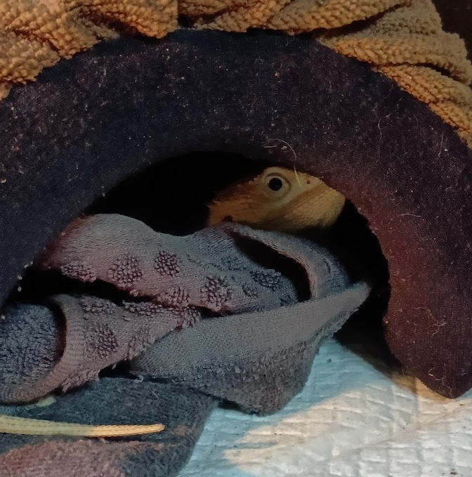 AYINESS's tweet photo. 電気を点けた時は普通に出てきて
バスキングしてウロウロしていたのに
出かけて戻ると引き籠もっていた
暫くは敷物が蓋みたいにしてあったけど
覗くと目が合うほどになった
元気そう…だよね？
＃フトアゴヒゲトカゲ　＃フトアゴ https://t.co/ymfU4SB5s5