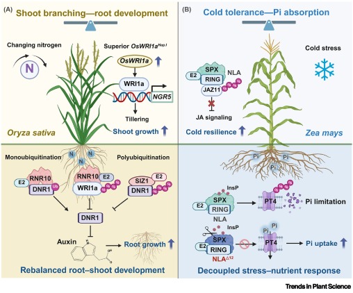 TrendsPlantSci's tweet photo. Ubiquitin signalling redefines nutrient trade-offs in crops https://t.co/uw18GCTdwz #plantscience https://t.co/rn9OEqYLGK
