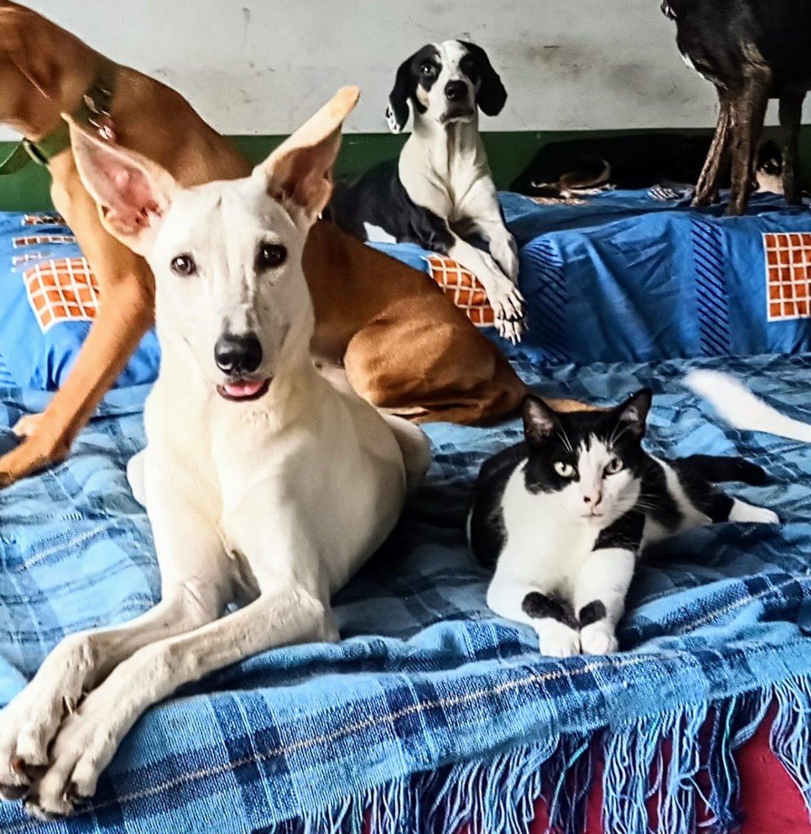 ELTIEMPO's tweet photo. 🚨 9 perros y 2 gatos en Villavicencio necesitan con urgencia un hogar.

💔🐾 Tras ser rescatados de las calles, su refugio es amenazado por las inundaciones que han provocado en la zona los ríos Guayuriba y Negrito. Además, el predio donde hoy viven debe entregarse este mes de septiembre luego de que su propietario lo vendiera.

Hoy necesitan un hogar definitivo antes de quedar desamparados nuevamente y adoptar es cambiarles el destino de forma real🏡

La adopción no tiene costo y están listos para viajar a otras ciudades📦. ✈️Si puede ayudarlos y brindarles un hogar, comuníquese aquí 👇

📱 WhatsApp: 313 655 3957
📸 Instagram: paticasfieles