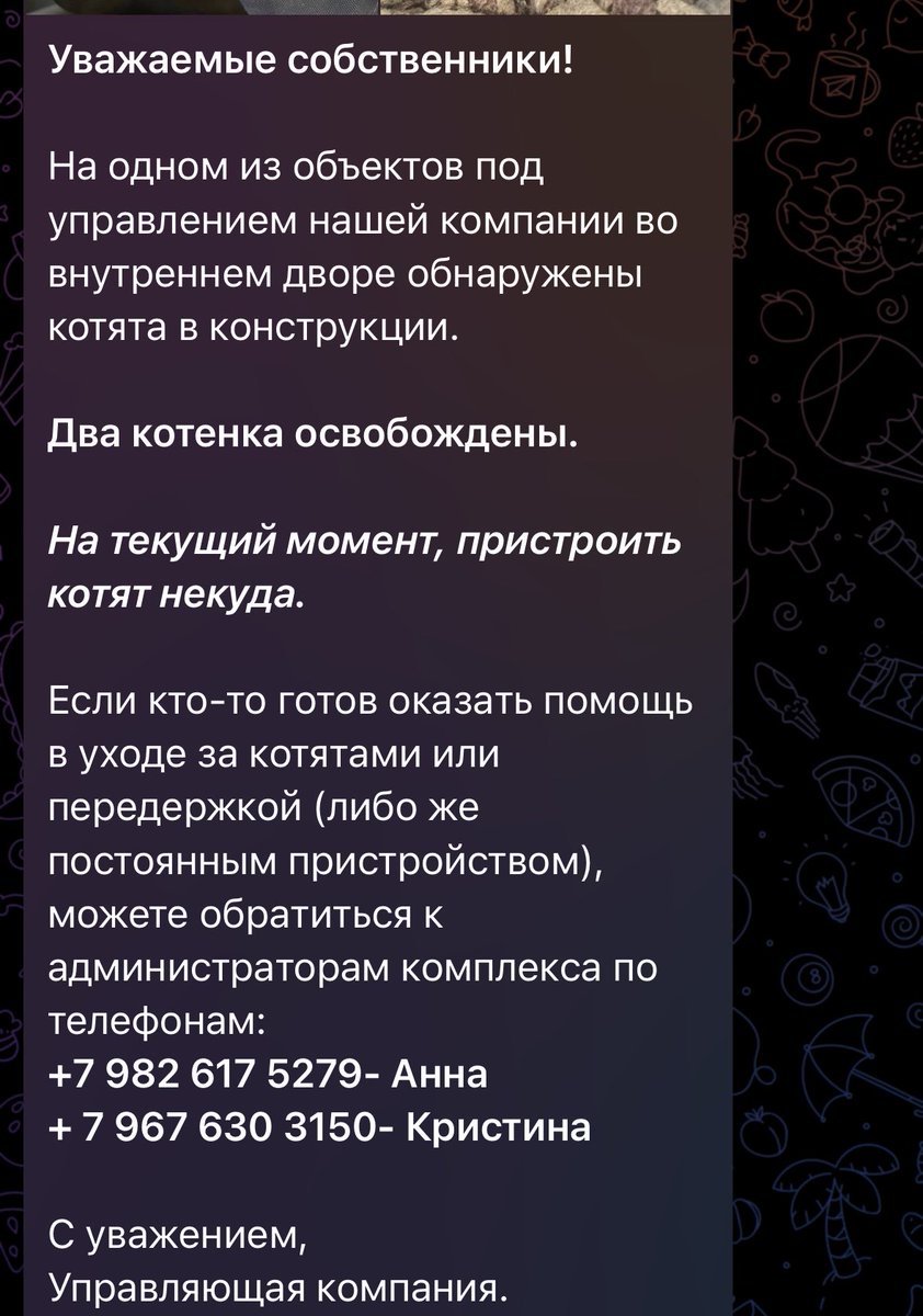 sendbitcoinz's tweet photo. Екатеринбург! Нужна передержка или дом котятам срочно 🚨 
2 малыша https://t.co/4V9Qavo3rF