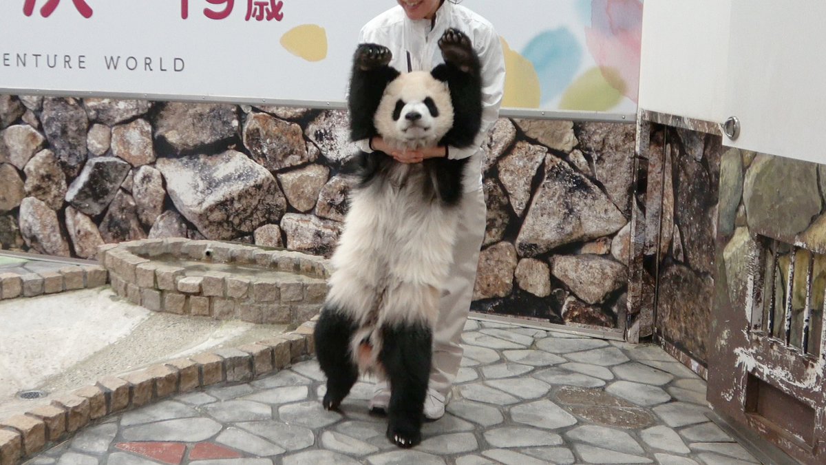 PANDA_KENJ2's tweet photo. パンダの回収。 
バンザーイで帰っていく
赤ちゃんパンダ🐼 
#パンダ #アドベン 
#アドベンチャーワールド
https://t.co/XSIdILMkq3 https://t.co/AtQDU0AW34