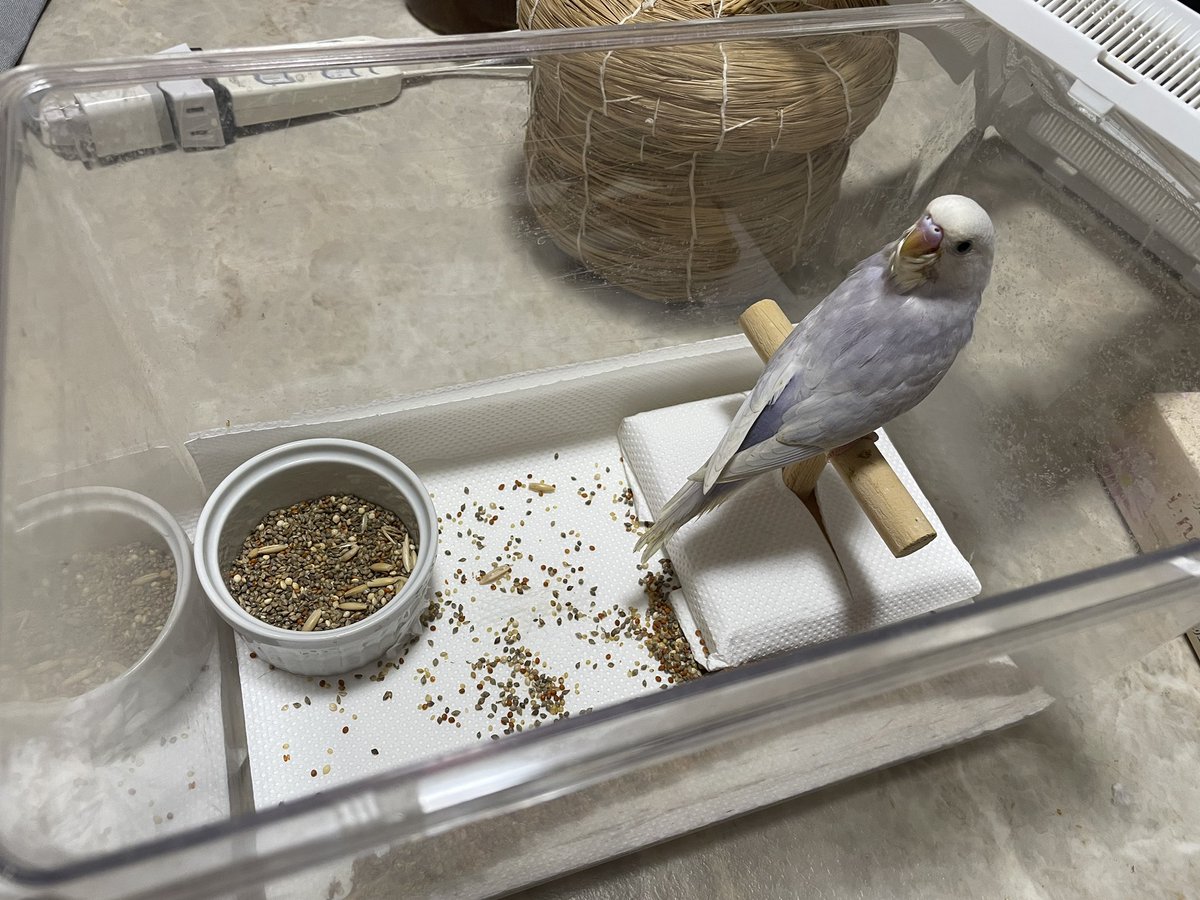 swallowmeri's tweet photo. なっちゃん
甘える
1人で食べる
止まり木訓練
#セキセイインコ https://t.co/H0l0F3vTZQ