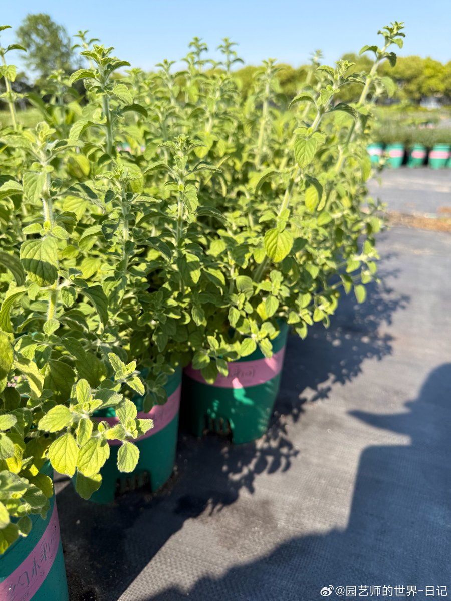 JustinRogeiate's tweet photo. My tiny balcony now grows fresh herbs  No more running to the grocery store for basil—easy meals, big wins for small daily joys!， https://t.co/cTTZ9W2HEy