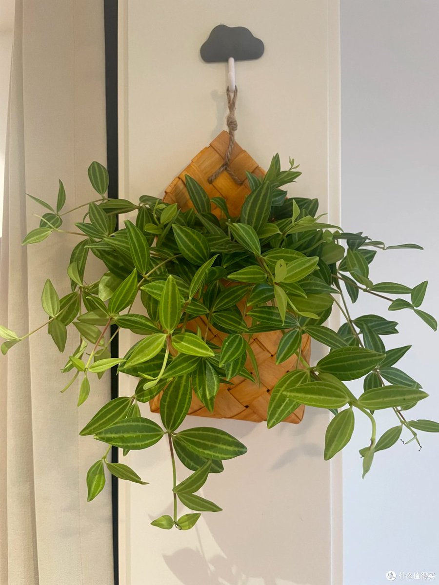 BuseSimsek2n5v's tweet photo. Just finished my woven macramé plant hanger, the soft cotton cord gives such a warm vibe for my new succulent!  Perfect little DIY project for a lazy Sunday. https://t.co/6437nQVmXi