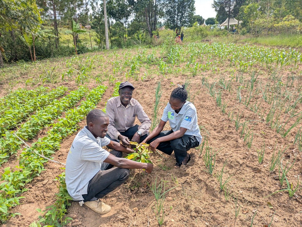tsevett7776's tweet photo. Meet Enock Catechist in Vurra Sub-County 🌍
Using our suitability map, we guided him on when &amp; where to plant.
Result: 83% yield increase &amp; more food production
@Y4Cofficial 
@UNDP_RomeCentre 
@MandelaFarouk https://t.co/k5ymzvY73d