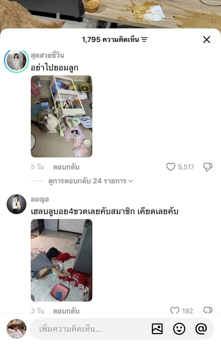 mewithhome's tweet photo. แมวไทยอะไรก็ได้555555555 แม่ๆ ต่างออกมาสาดวีรกรรมลูก แต่ละเม้นกุให้เลยยย https://t.co/LxFDTLTFyl