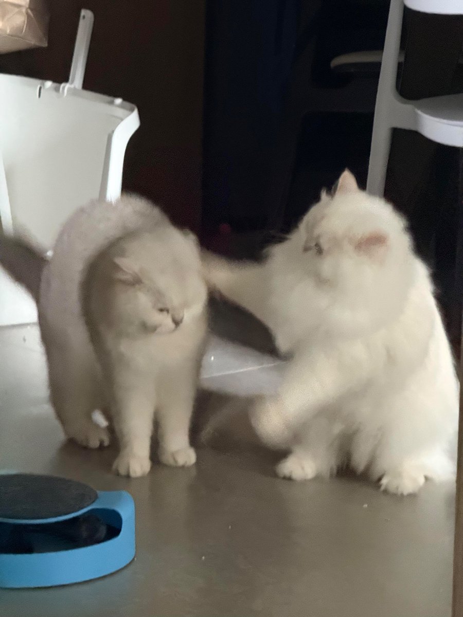 nocontextscats tweet picture