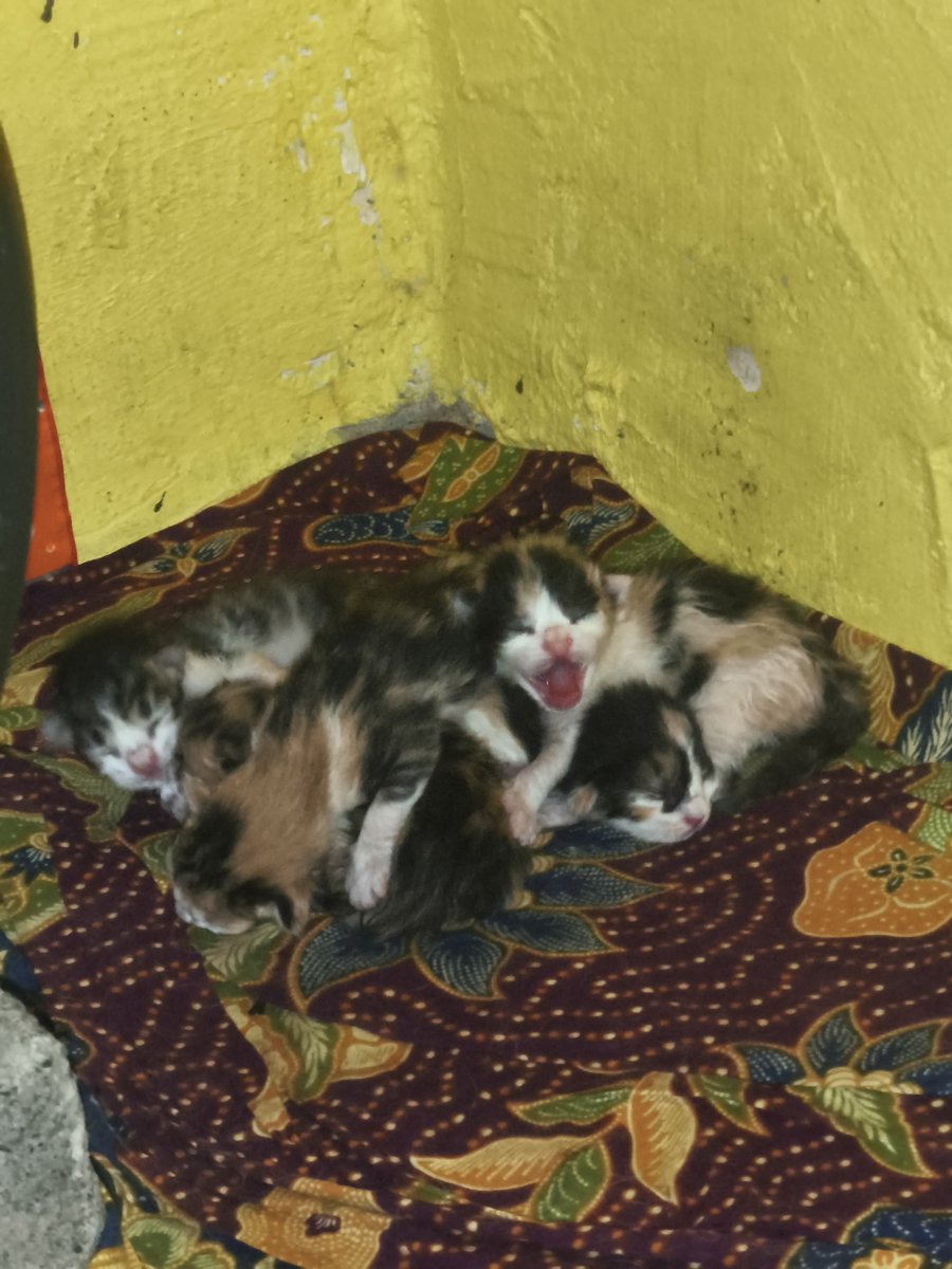 MatchaL153363's tweet photo. Miauuwww 😻 https://t.co/wB2zVT1bnA