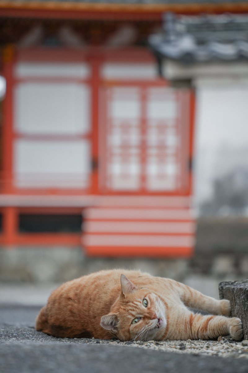 _keisuke_ke's tweet photo. #猫
#写真
#photo
#Sony
#α7CII https://t.co/Lj7vn5QHOT