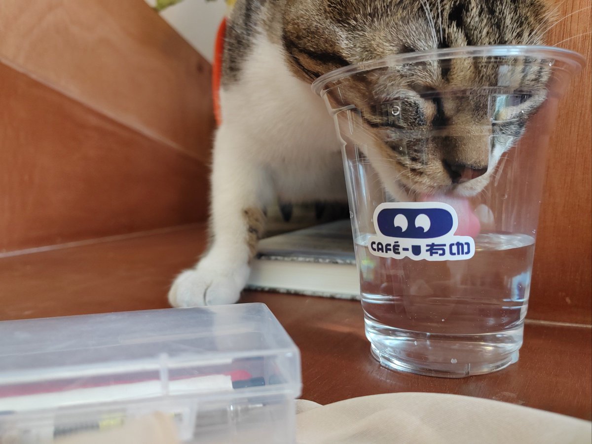 CemreSenj9ws's tweet photo. Just found the cleanest mug I’ve ever seen—turns out folding a single tea towel mid-film for the cat made my kitchen sparkle by accident https://t.co/nHSVqsga5m