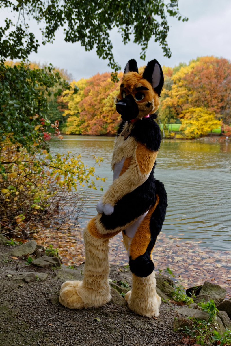 Himaru_Shepherd's tweet photo. Nothing is better than shepherds in shep colored surroundings for #Sheptember 🥰 🐕 
 
📸@TanorTheWolf 
#MFYMonday https://t.co/taBKr0skPD