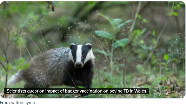 AmeleaTeckel's tweet photo. Surely vaccinating badgers to help cows is a waste of money if you're trying to eradicate a disease in cattle which the badgers don't transmit to the cows in the first place-?🤔
https://t.co/eZSFVzpdyo
#badgermonday🦡
🏴󠁧󠁢󠁷󠁬󠁳󠁿 #stopthecull: https://t.co/8AulN2LqLh [🇬🇧✏️]
🙏#LoveBadgers https://t.co/GQ8bU3q4Vw
