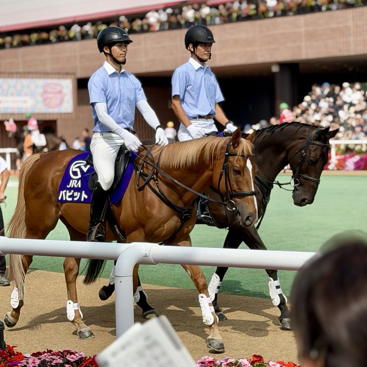 yusuketomimuro's tweet photo. 【バビットさん】
バビットさん素晴らしい誘導馬✨
 #バビット  #札幌競馬場  #誘導馬  #大北牧場   #栗毛 https://t.co/7WMsy3Zs12