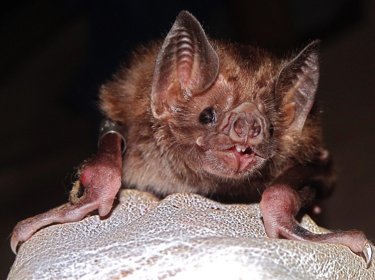 urgoregff's tweet photo. i love vampire bats so much https://t.co/69nJm5zU5s