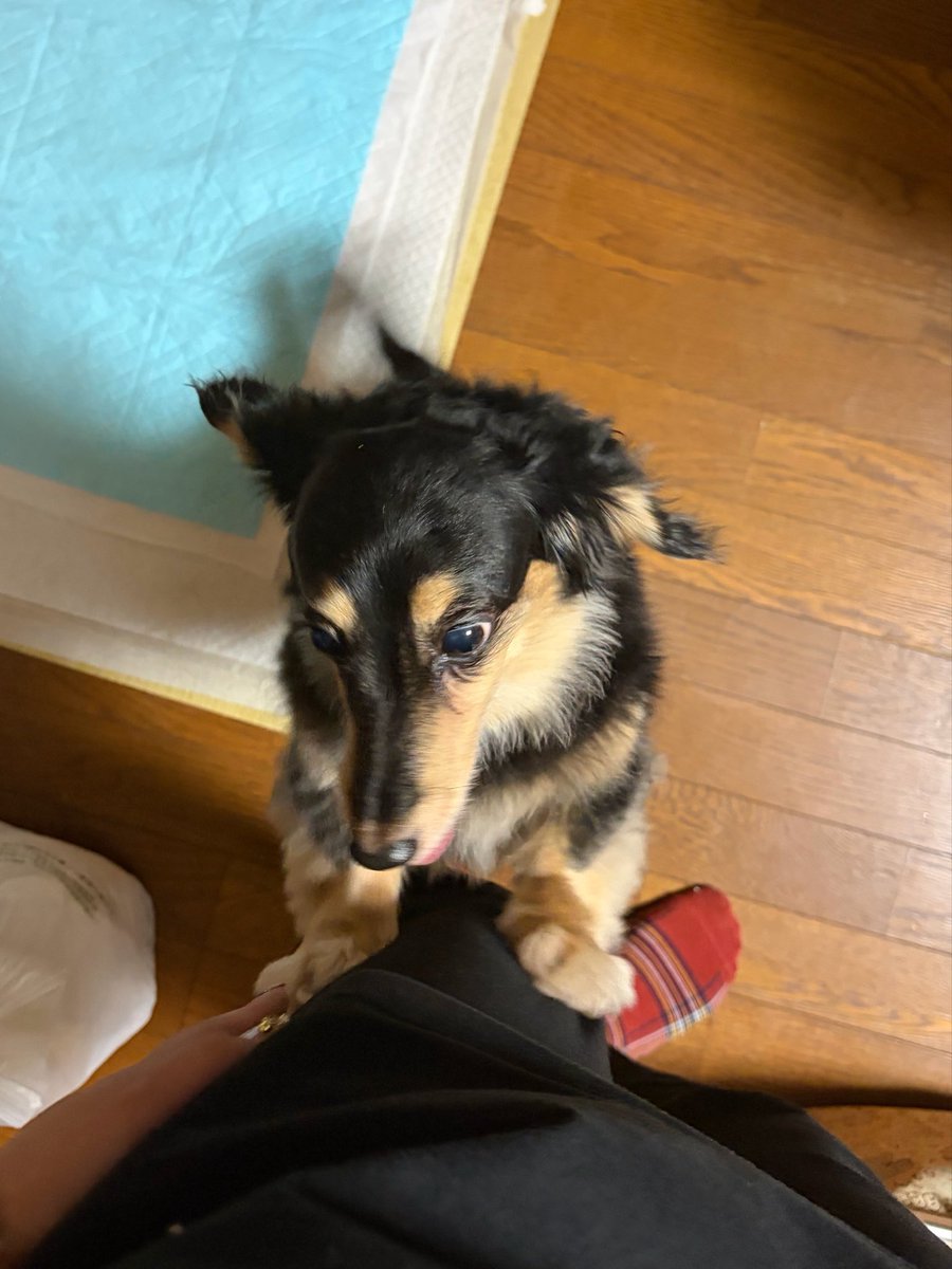 ayatoR_1108's tweet photo. 函館満喫して帰ってまいりました⭐️
5日ぶりの愛犬ナッツちゃん甘々モード🐶︎💕︎︎
おばあちゃんとお留守番ありがとう🥰
今日は一緒に寝ようね〜〜︎💕︎︎︎💕︎︎ https://t.co/dKB2kllPXk