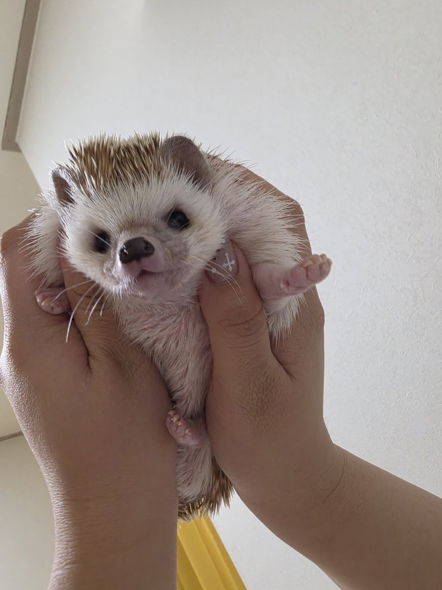 cabhedgehog's tweet photo. 제가 항상 보는 고슴도치⬇️ https://t.co/5p0OD6nKE6