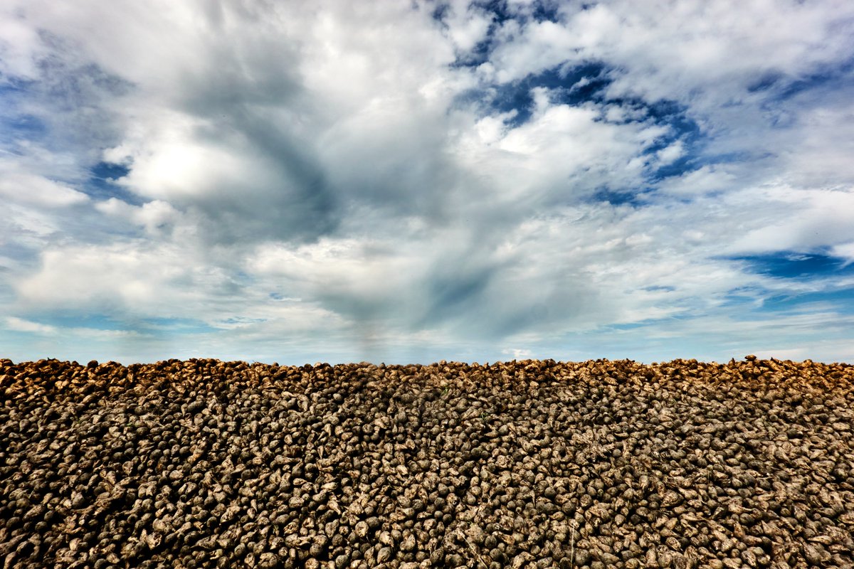 sugaronline's tweet photo. #SUGAR NEWS #GERMANY: #sugarindustry association estimates 23% fall in 2026/27 sugar production.

Join us today to read the full story: https://t.co/4O8Og2Q1iI

#commoditiestrading #softcommodities #sugarbeet https://t.co/noKV1RkIuI