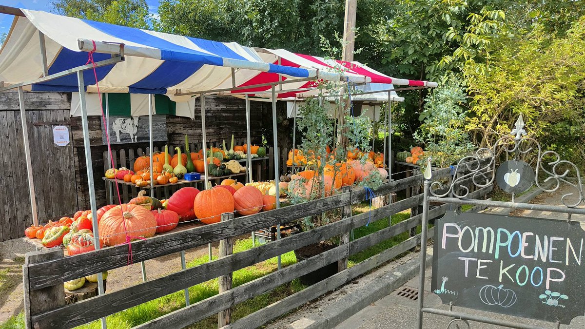 RaymondAarsman1's tweet photo. Er zijn nu heerlijke pompoenen te koop langs het Hoogeind in #Driebruggen π #herfst https://t.co/kuuVOmC2s1