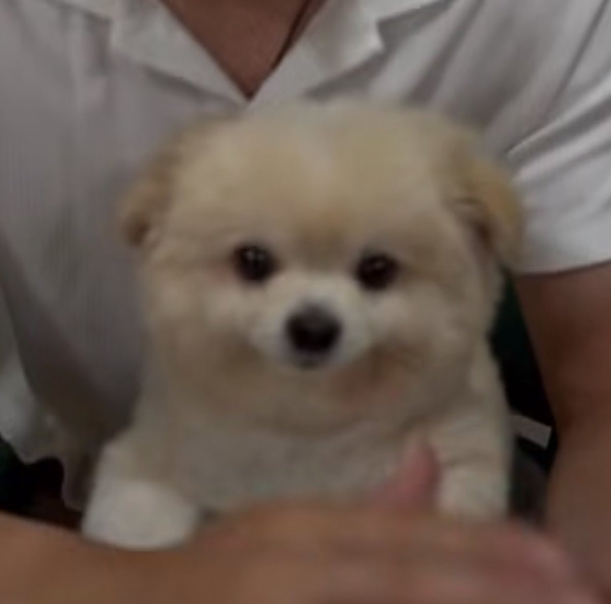 INGASAVANUND_SP's tweet photo. คนไทยเลี้ยงอะไรก็อ้วน 
#ingasavanund 🐶💙✨ https://t.co/d1fmnIrG9W