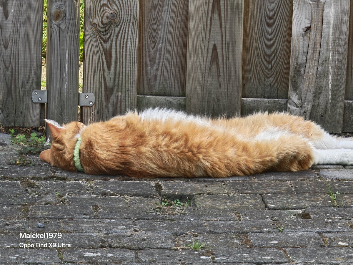 maickel1979's tweet photo. Wij hebben toch echt zelf maar 1 kater en dat is Neo
.... Maar ja 💕 (foto 2)
Onze tuin nu is meer een schoolplein 🤣🤣🤣🤣
#poes #kater #cats #catsonX #catlover https://t.co/uTuSAiHjR1
