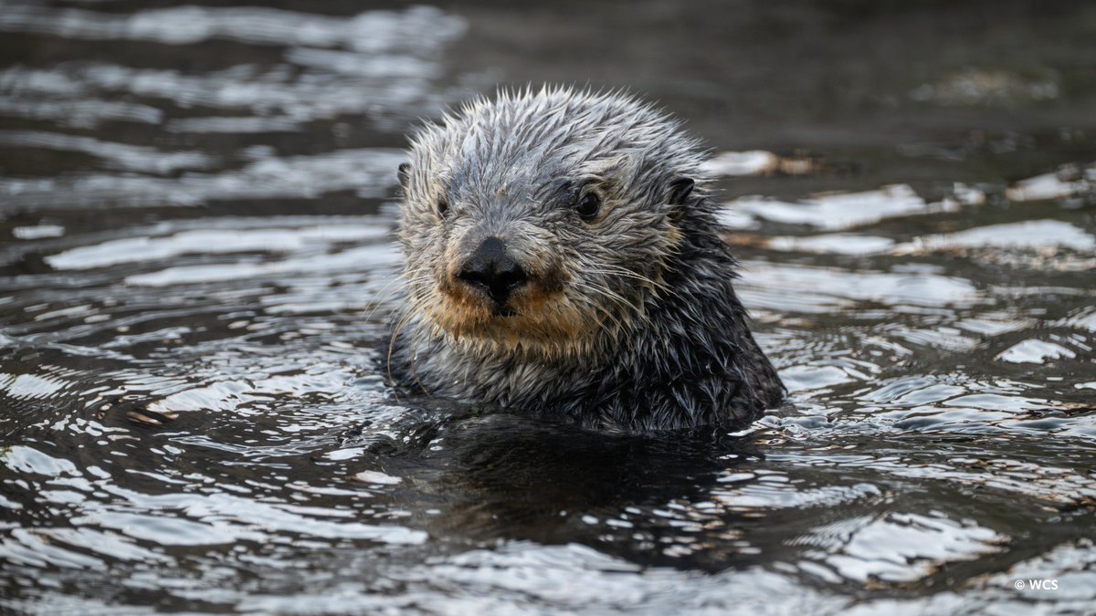 nyaquarium's tweet photo. Happy Labor Day from all of us at the New York Aquarium! We’re open today, so stop by and celebrate with all your favorite marine animals.

📸: WCS Photographer, Terria Clay https://t.co/ii4ADMrGyg