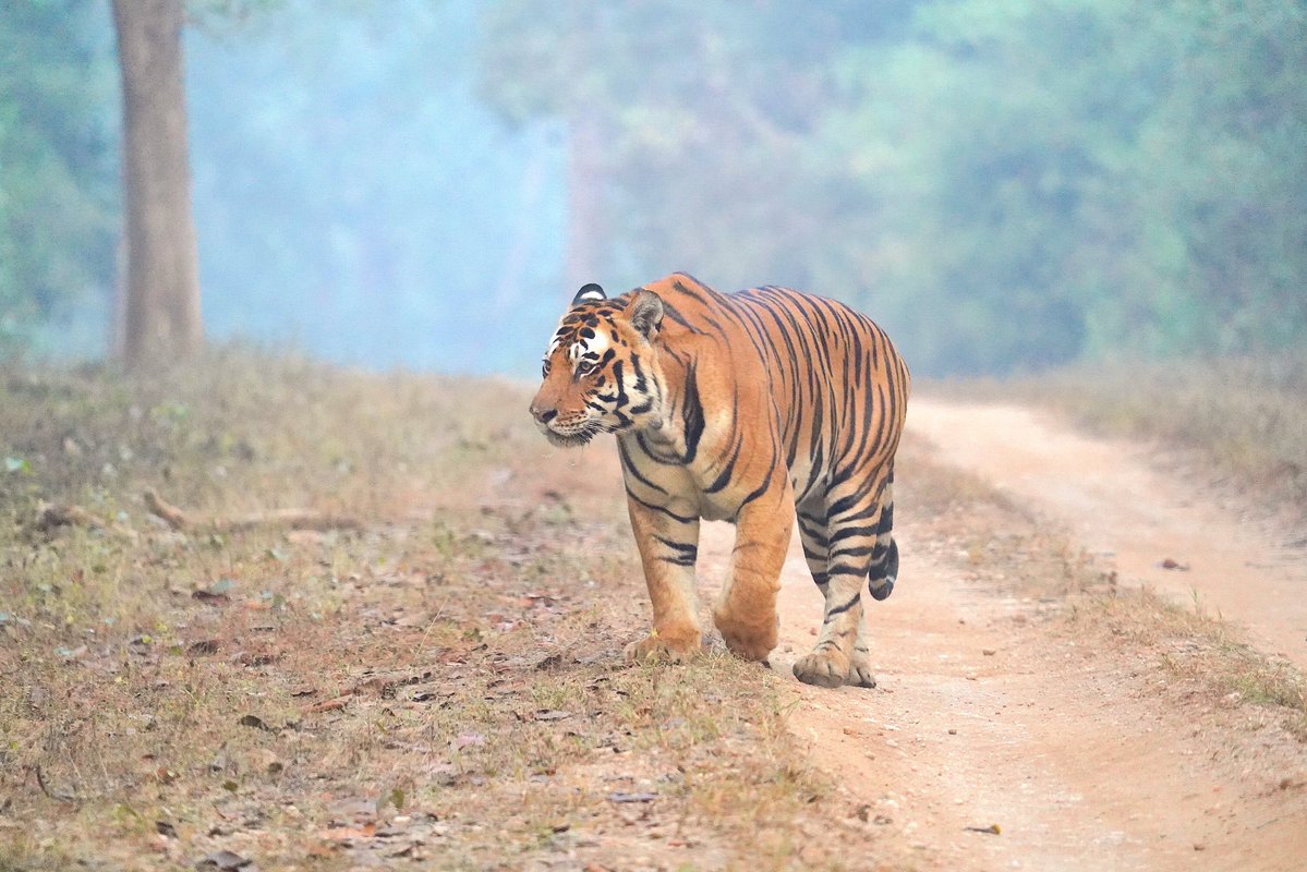rneelmani's tweet photo. What a gorgeous beauty! #Wildlife https://t.co/LuTS2SHOUm