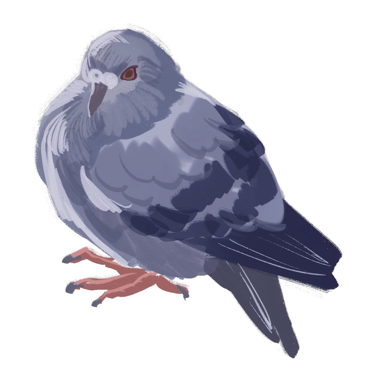 taleofcomet's tweet photo. A pigeon to cleanse your timeline ✨
#birdtwt https://t.co/QFYZ9slD1p