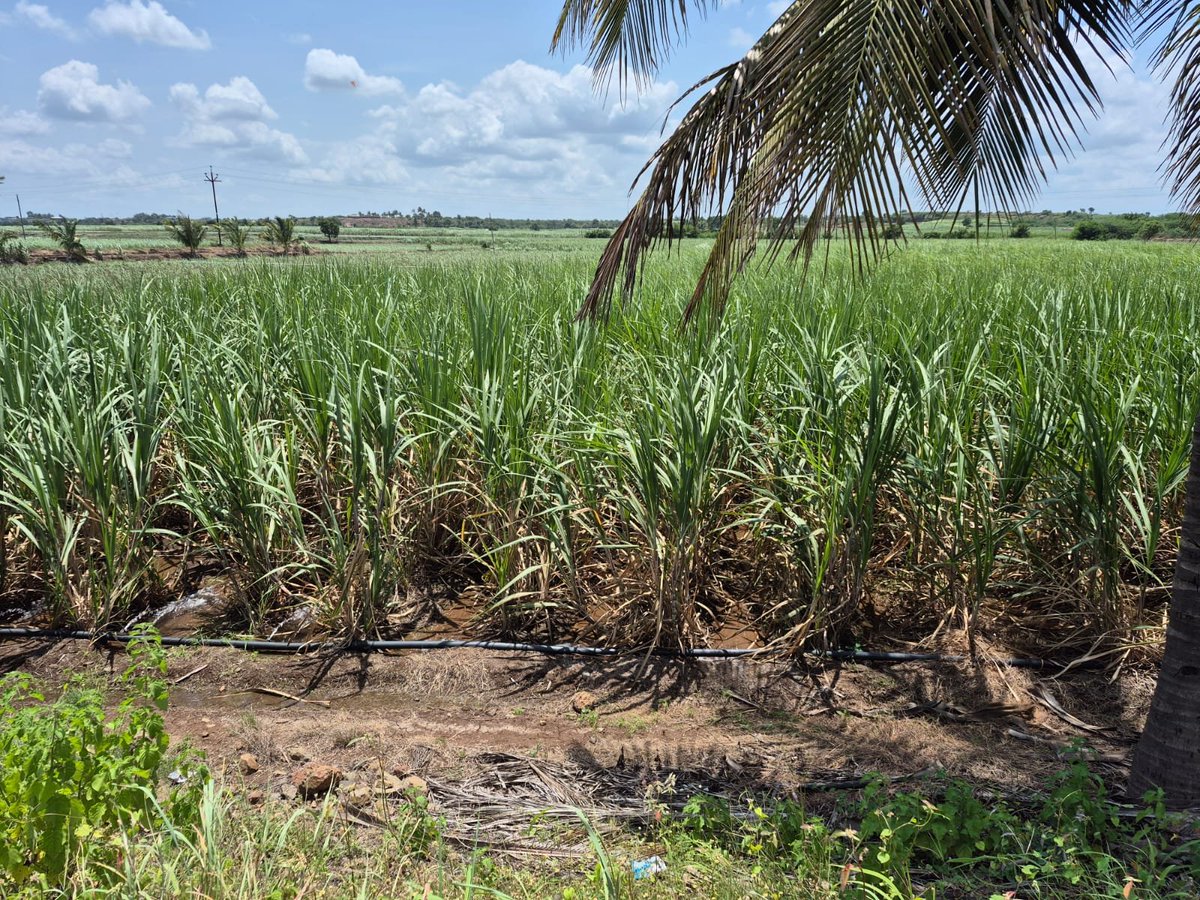 ARealSugarExprt's tweet photo. Drip irrigation in India.   Cane yields won't be as low as some doom-mongers expect. https://t.co/Xc0c929JKo