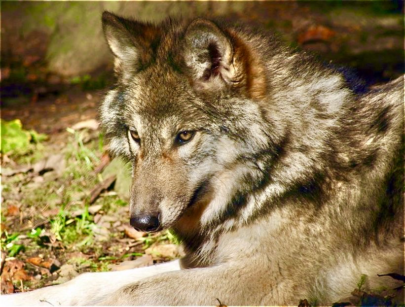 CzarinaEZ's tweet photo. same vibe…wolfy wolf reflecting and pondering the possibilities 🐺🙇🏻💭✨✨✨ https://t.co/s1taZUcynt