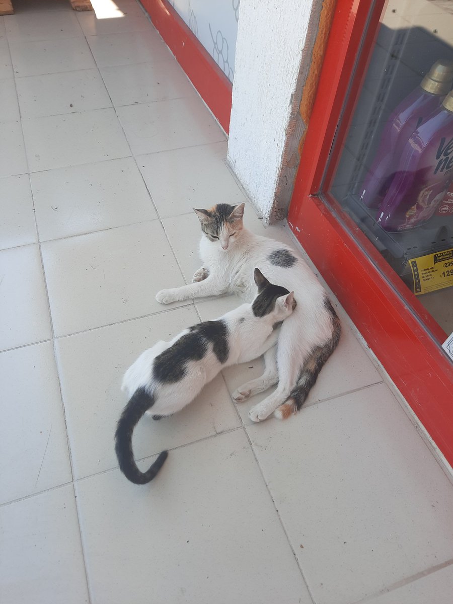 cutecats_____'s tweet photo. https://t.co/sSaEQXhxks